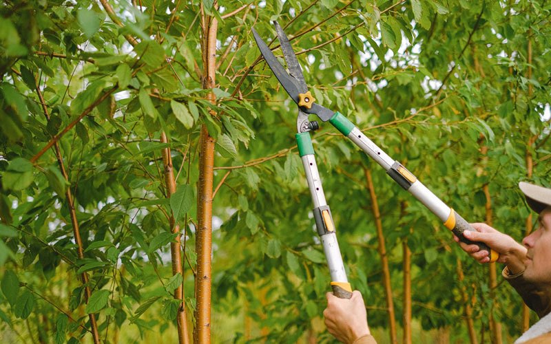 Tree trimming in Canton, NC