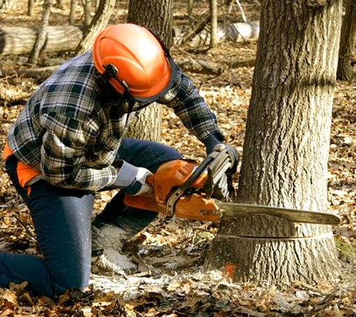 Tree Removal in Canton, NC